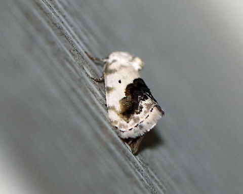 Small Bird-Dropping Moth - Ponometia erastrioides Total length: probably 8-10 mm.  White forewings that were mottle with gray and a dark gray median band.  Tiny, black orbicular spot.  

This moth was attracted to my moth light, but it flew up high above my door. I stood on a stepladder to get this shot, and still couldn't as close as I would have liked.  Short girl problems ;/ Geotagged,Ponometia erastrioides,Small Bird-Dropping Moth,Summer,United States,moth,moth week 2018