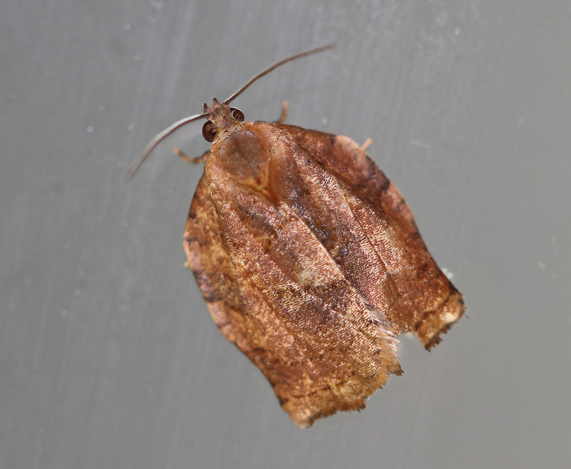 Omnivorous Leafroller Moth - Archips purpurana Approximately 15 mm long. Brownish tan forewings that have a network of brown scales. Fishtail-shaped outline was not intact.  <br />
<br />
Attracted to a moth light in a rural area.<br />
<br />
**Thanks to Lisa for redirecting me** Archips purpuranus,Geotagged,Omnivorous leafroller moth,Summer,United States,moth,moth week 2018