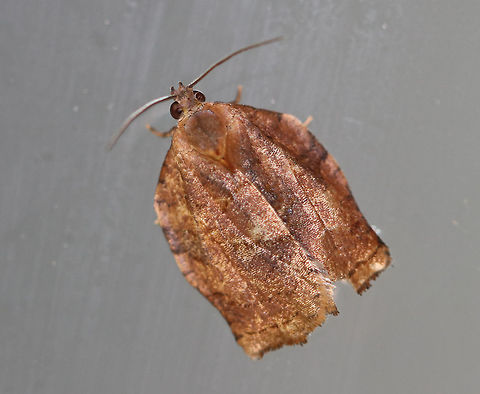 Omnivorous Leafroller Moth - Archips purpurana Approximately 15 mm long. Brownish tan forewings that have a network of brown scales. Fishtail-shaped outline was not intact.  

Attracted to a moth light in a rural area.

**Thanks to Lisa for redirecting me** Archips purpuranus,Geotagged,Omnivorous leafroller moth,Summer,United States,moth,moth week 2018
