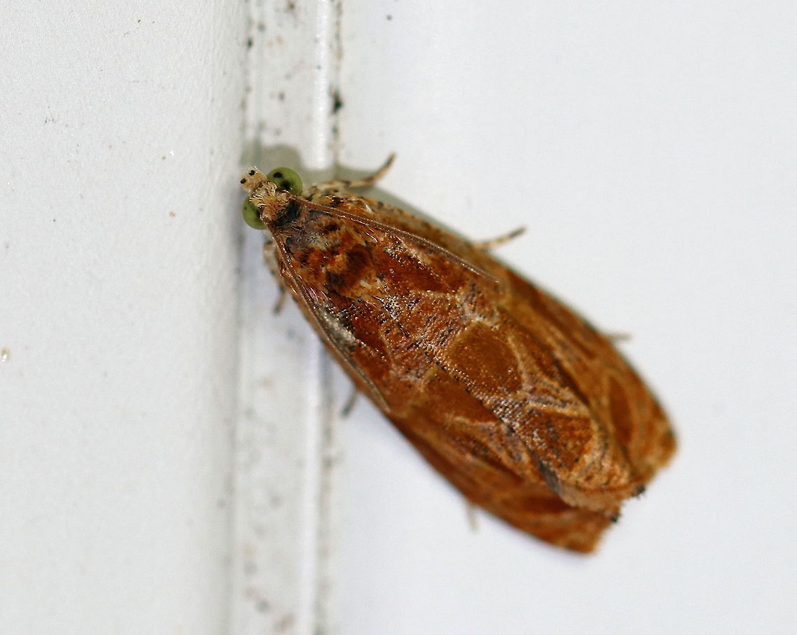 Olethreutes nitidana <br />
<br />
Attracted to a moth light in a rural area. Geotagged,Olethreutes nitidana,Shining Olethreutes,Summer,United States,moth,moth week 2018