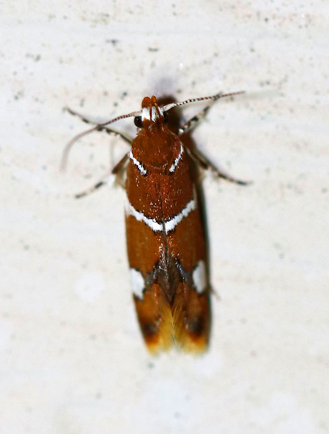 Suzuki's Promalactis Moth - Promalactis suzukiella Total length: about 4 mm.  Reddish brown moth with white stripes outlined in black.  Each forewing had a white spot, also outlined in black. Flared wings.<br />
<br />
Attracted to a moth light in a rural area. Geotagged,Promalactis suzukiella,Summer,Suzuki's promolactis moth,United States,moth,moth week 2018