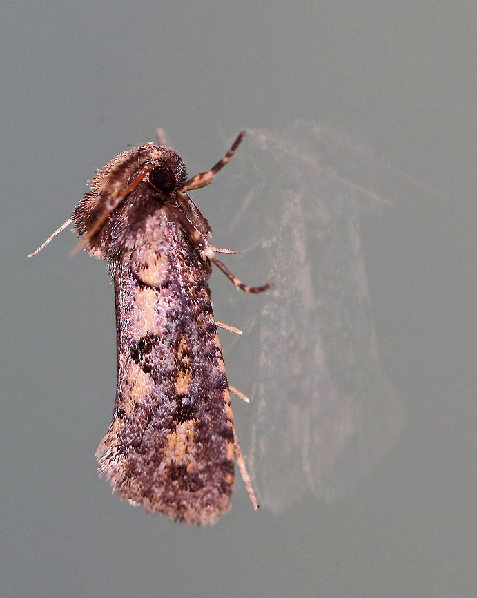 Clemens' Grass Tubeworm Moth - Acrolophus popeanella Male moth that was about 11 mm long. It had very fuzzy palps that reached backwards towards its abdomen. It was mostly tan/brown and was marked with dark brown, purple, and pink. It had a large median spot near inner margin of forewings.<br />
<br />
 Attracted to a moth light in a rural area. <br />
<br />
 Acrolophus popeanella,Clemens' Grass Tubeworm Moth,Geotagged,Summer,United States,moth,moth week 2018