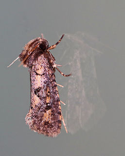 Clemens' Grass Tubeworm Moth - Acrolophus popeanella Male moth that was about 11 mm long. It had very fuzzy palps that reached backwards towards its abdomen. It was mostly tan/brown and was marked with dark brown, purple, and pink. It had a large median spot near inner margin of forewings.

 Attracted to a moth light in a rural area. 

 Acrolophus popeanella,Clemens' Grass Tubeworm Moth,Geotagged,Summer,United States,moth,moth week 2018