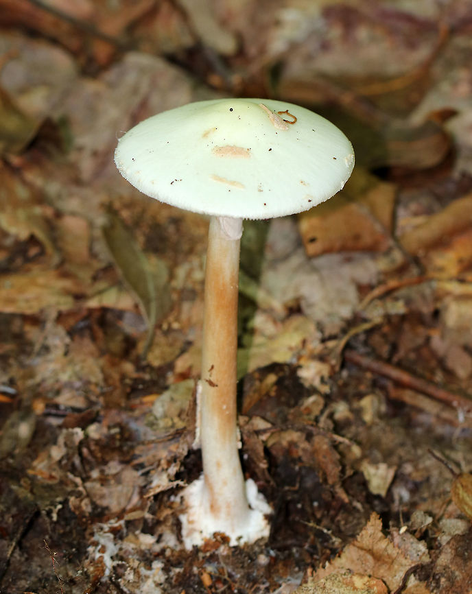 Amanita americitrina White, nearly flat cap with pinkish patches. Gills were white, free, close, and had frequent short gills.  Stipe was white with brownish streaks, a white, skirt-like ring, and ended with a bulb. <br />
<br />
Habitat: Spotted growing on the ground in a deciduous forest.<br />
<br />
 Amanita americitrina,Geotagged,Summer,United States,amanita,mushroom,white mushroom