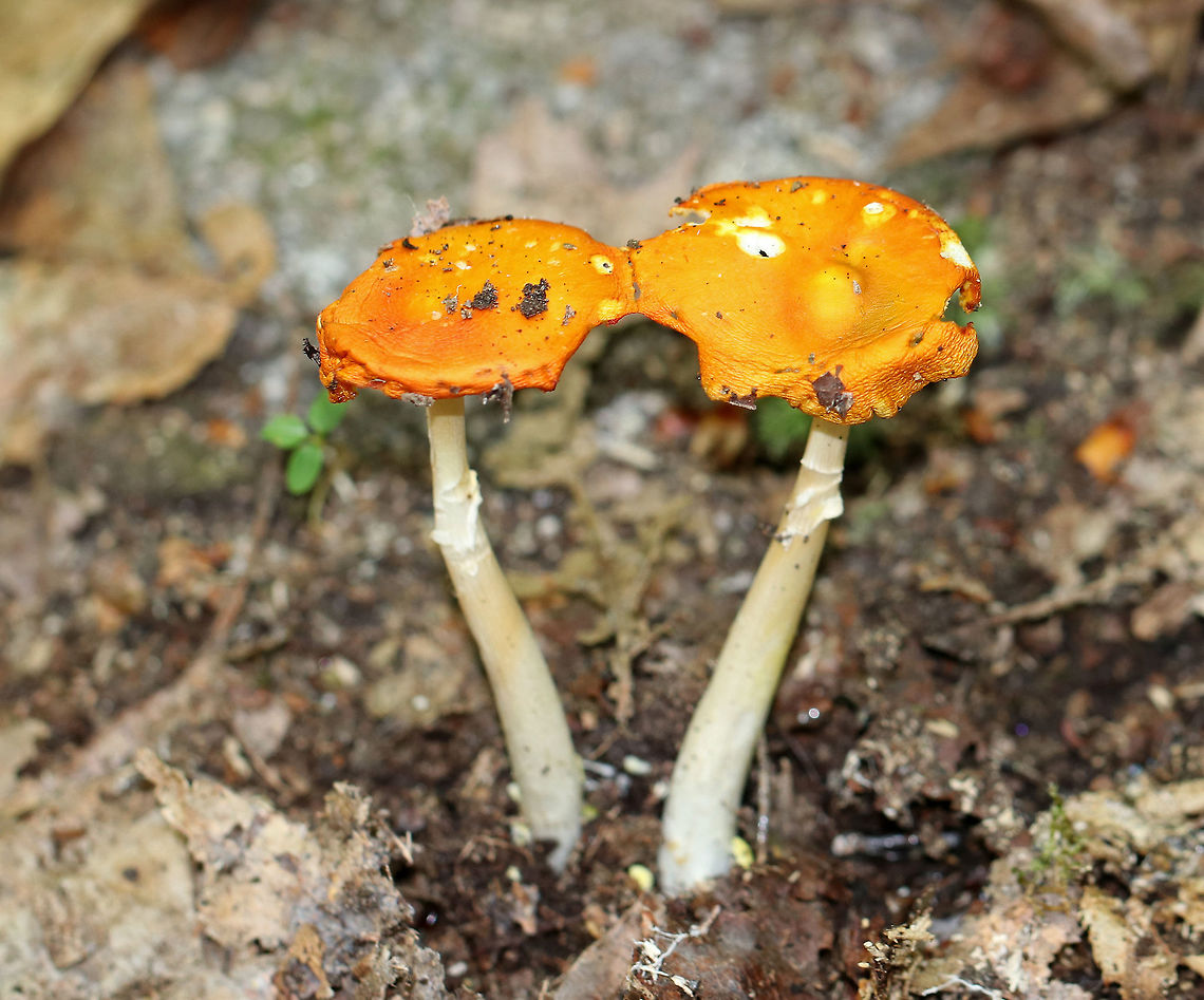 American Yellow Dust Amanita - Amanita flavoconia Caps were about 4 cm diameter, orange, flat, and dry. They had a few scattered warts. The caps were attached at one point, but the stems were completely independent.  The gills were free, close, and white.  The stems were white/pale yellow, ended in a slightly enlarged base, and had skirtlike, yellowish rings.  <br />
<br />
They were growing on the ground in a deciduous forest. Amanita flavoconia,American Yellow Dust Amanita,Geotagged,Summer,United States,Yellow-dust Amanita,amanita,fungus,mushroom,yellow patches