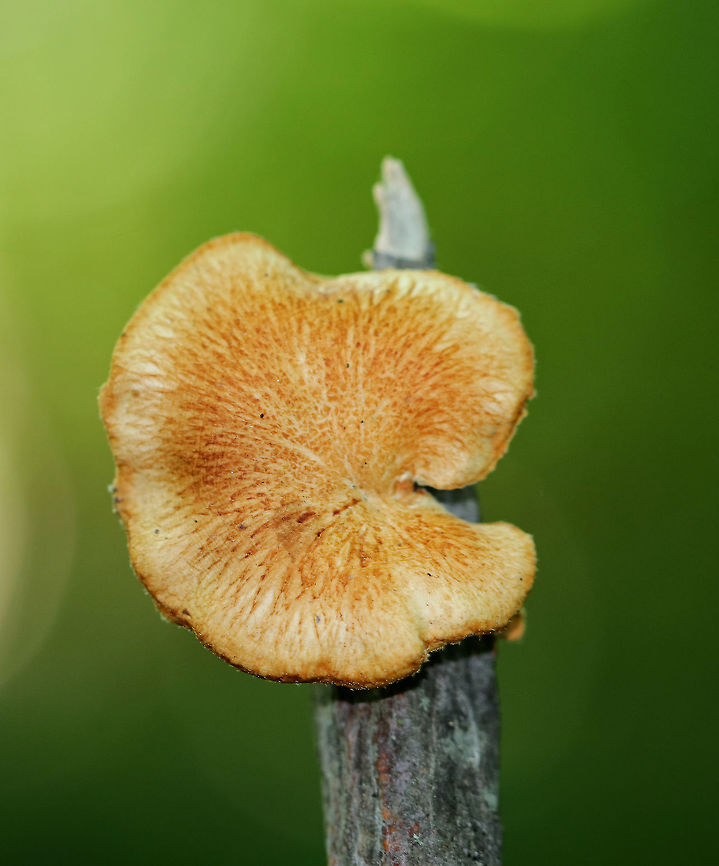 Hexagonal-pored Polypore - Neofavolus alveolaris Small mushroom with irregular-shaped fruiting bodies. Upper surface was orange and scaly. Cream-colored pores were diamond-shaped/honeycombed. Short, stubby stem that was nearly absent. <br />
<br />
Spotted growing on dead wood in a deciduous forest.<br />
Geotagged,Hexagonal-pored Polypore,Neofavolus alveolaris,Summer,United States,fungus,mushroom,polypore