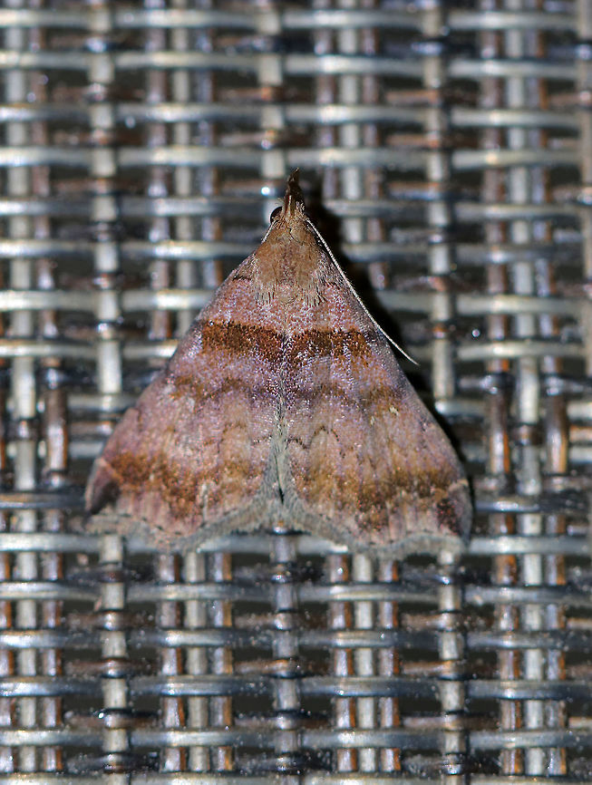 Ambiguous Moth - Lascoria ambigualis Total length: about 12 mm.  Forewings were violet gray with straight AM line that was edged in black. Median and postmedian lines were scalloped.  This moth was a male, which is indicated by the black spots in the notch midway along the outer margin.  Reniform spots are oblique, white crescents, which were mostly rubbed off on this moth.<br />
<br />
Attracted to a moth light in a rural area. Geotagged,Lascoria ambigualis,Summer,United States,lascoria ambigualis,moth,moth week 2018