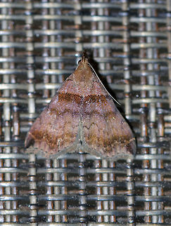 Ambiguous Moth - Lascoria ambigualis Total length: about 12 mm. Forewings were violet gray with straight AM line that was edged in black. Median and postmedian lines were scalloped. This moth was a male, which is indicated by the black spots in the notch midway along the outer margin. Reniform spots are oblique, white crescents, which were mostly rubbed off on this moth.
Attracted to a moth light in a rural area. Geotagged,Lascoria ambigualis,Summer,United States,lascoria ambigualis,moth,moth week 2018