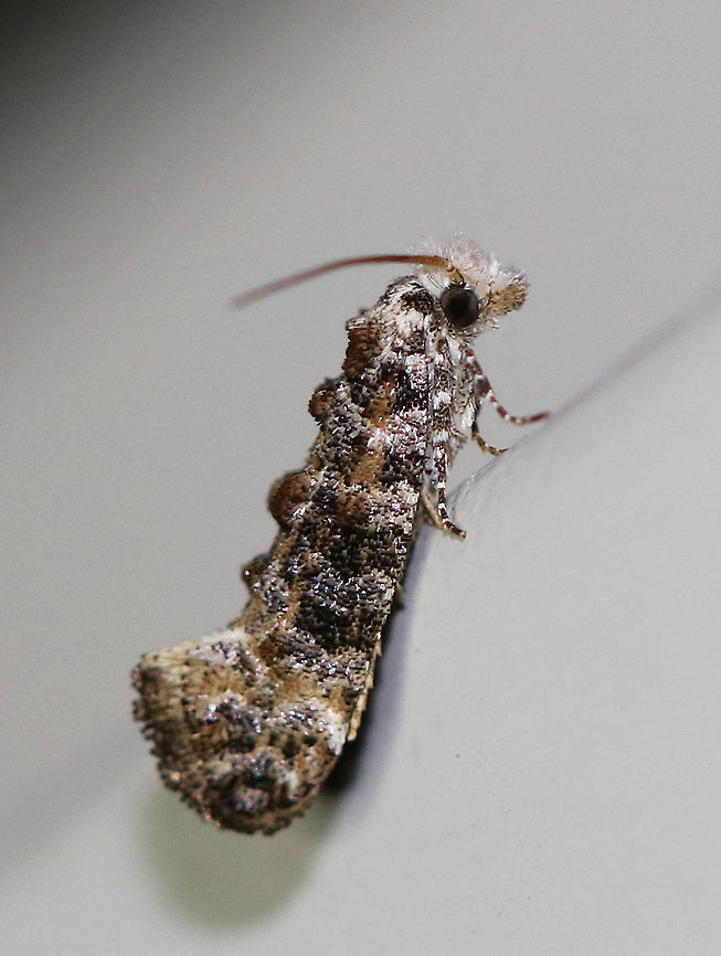 Speckled Xylesthia - Xylesthia pruniramiella Total length: 5 mm.  Mottled brown forewings that are marked with pale bands.  Tufts of raised scales create a bumpy appearance.<br />
<br />
Attracted to a moth light on a rainy night in a rural area. Clemens bark moth,Geotagged,Speckled Xylesthia,Summer,United States,Xylesthia pruniramiella,moth,moth week 2018
