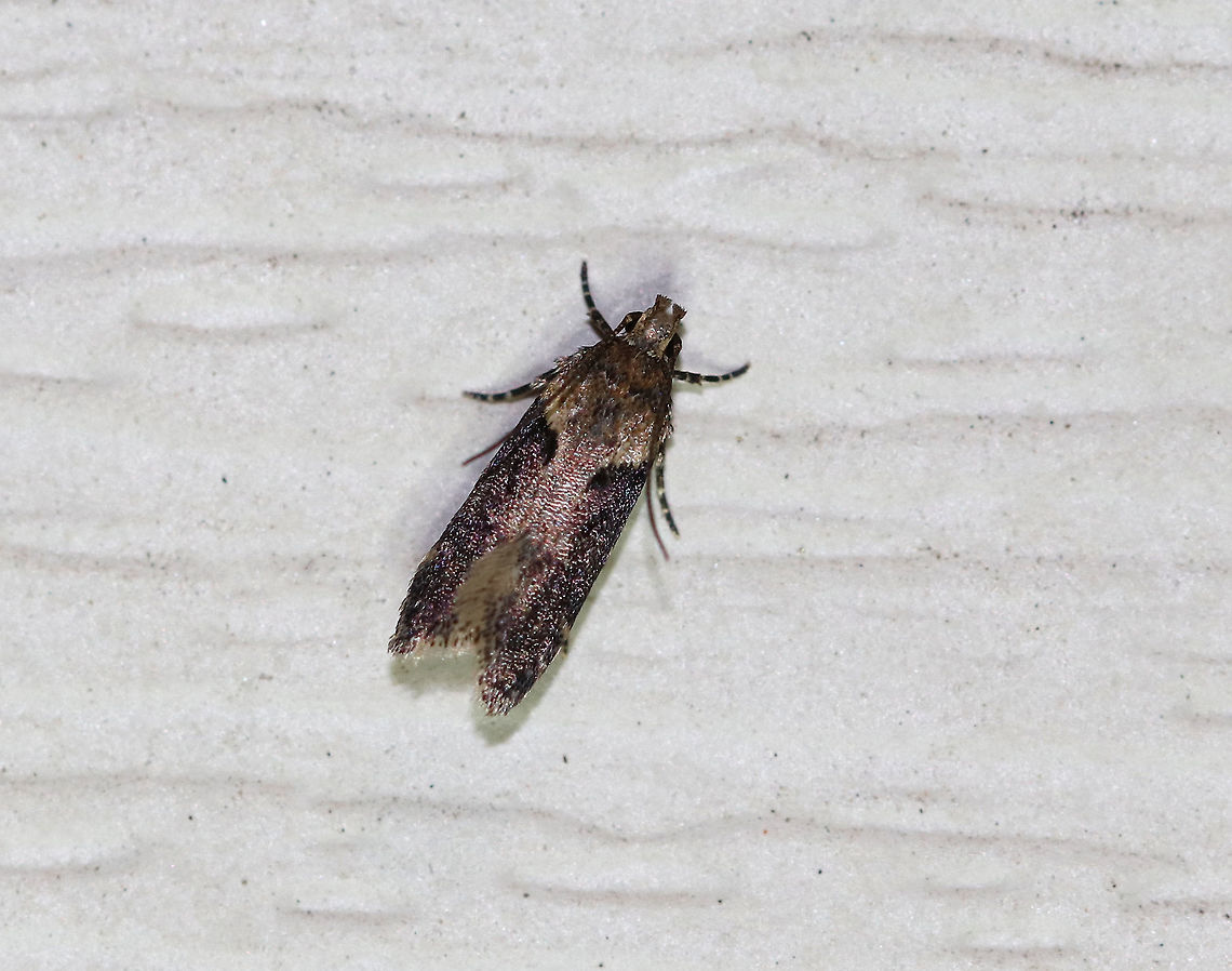 Black-smudged Chionodes - Chionodes mediofuscella Total length: 8 mm long. Light brown forewing with dark brown shading in outer half.  Pale antemedial line is edged black.<br />
<br />
Attracted to a moth light on a rainy night in a rural area. <br />
<br />
 Black-smudged Chionodes,Chionodes mediofuscella,Geotagged,Summer,United States,moth,moth week 2018,twirler moth