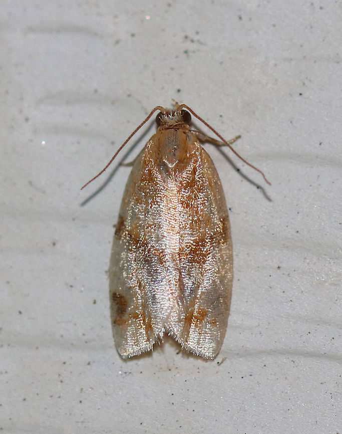 Shimmering Gold Adoxophyes - Adoxophyes negundana Total length: 10 mm.  White forewing is overlaid with a network of brownish orange scales in a variable pattern.  Wide brown median band and subterminal lines are the boldest markings.<br />
<br />
Attracted to a moth light and very difficult to photograph because of the shimmer! Adoxophyes negundana,Geotagged,Shimmering Gold Adoxophyes,Summer,United States,moth,moth week 2018