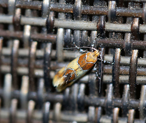 Orange-headed Epicallima Moth - Epicallima argenticinctella Total length: 6 mm. Yellow forewing has a brown basal area and shading in the subterminal area . Silver lines are slightly bent.

Attracted to a moth light in a rural area. Epicallima argenticinctella,Geotagged,Orange-headed Epicallima Moth,Summer,United States,moth,moth week 2018