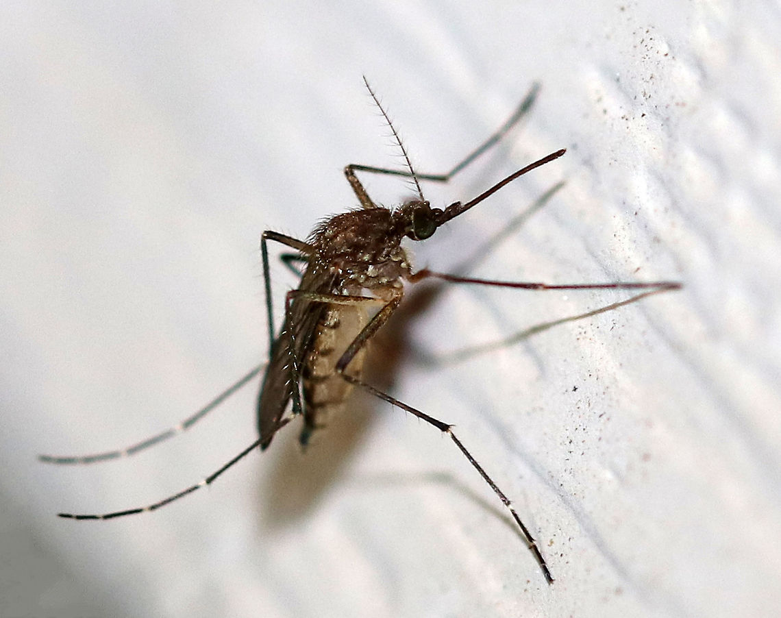 Inland Floodwater Mosquito - Aedes vexans This is an adult female Aedes vexans that is gravid (full of eggs).  You can tell that she&#039;s gravid from her distended abdomen.  Aedes vexans are most easily characterized by their unbanded proboscis, scutum with short brown scales, but no obvious pattern, the pale basal, bilobed bands on the abdominal terga, and the narrow basal bands on the hindtarsomeres.<br />
<br />
Aedes vexans is a known vector of Dirofilaria immitis (dog heartworm).<br />
<br />
This mosquito was attracted to a moth light.<br />
<br />
This is my 400th species intro on JungleDragon! Aedes vexans,Geotagged,Inland Floodwater Mosquito,Summer,United States,aedes,aedes vexans,diptera,mosquito