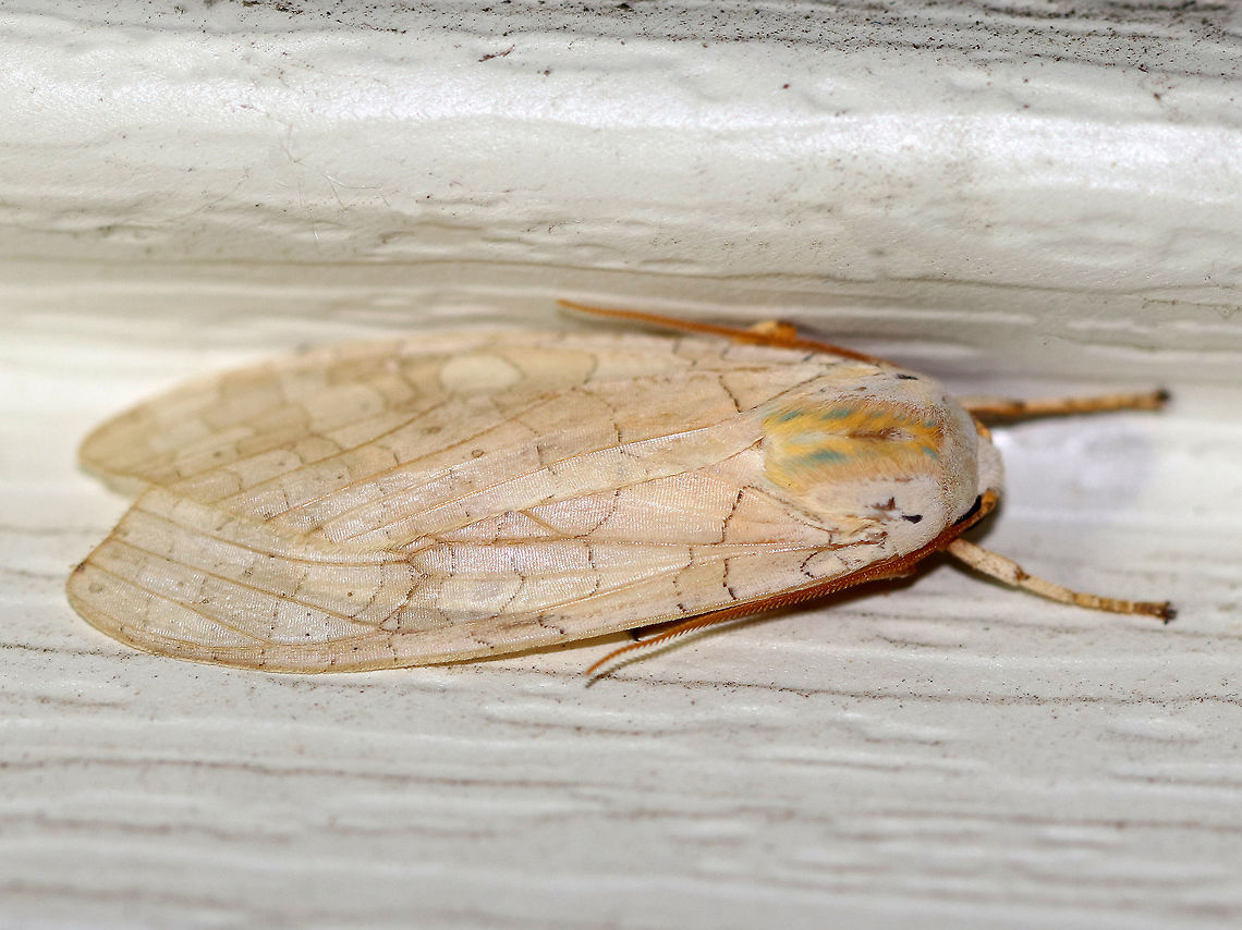 Banded tussock moth - Halysidota tessellaris Total length: 20-25mm.  Pale tan forewing with irregular pattern of slightly darker bands. Thorax has blue and yellow dorsal stripes.<br />
<br />
Attracted to a moth light, but like many moths that I've spotted this week, they aren't landing on the sheet. They seem to prefer any other surface! This one was near the roof of my deck.  Once again, please excuse the dirt! This side of my house regularly gets pummeled with dirt from the farm across the road from me and it's nearly impossible to keep it clean! Banded tussock moth,Geotagged,Halysidota tessellaris,Summer,United States,moth,moth week 2018,tussock moth