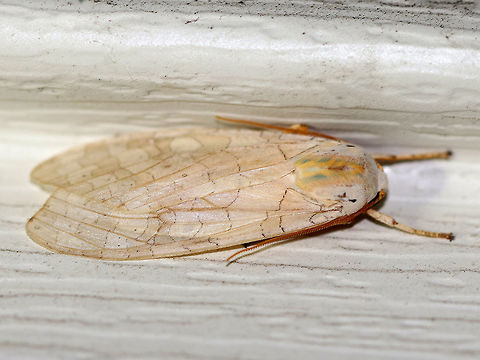 Banded tussock moth - Halysidota tessellaris Total length: 20-25mm.  Pale tan forewing with irregular pattern of slightly darker bands. Thorax has blue and yellow dorsal stripes.

Attracted to a moth light, but like many moths that I've spotted this week, they aren't landing on the sheet. They seem to prefer any other surface! This one was near the roof of my deck.  Once again, please excuse the dirt! This side of my house regularly gets pummeled with dirt from the farm across the road from me and it's nearly impossible to keep it clean! Banded tussock moth,Geotagged,Halysidota tessellaris,Summer,United States,moth,moth week 2018,tussock moth