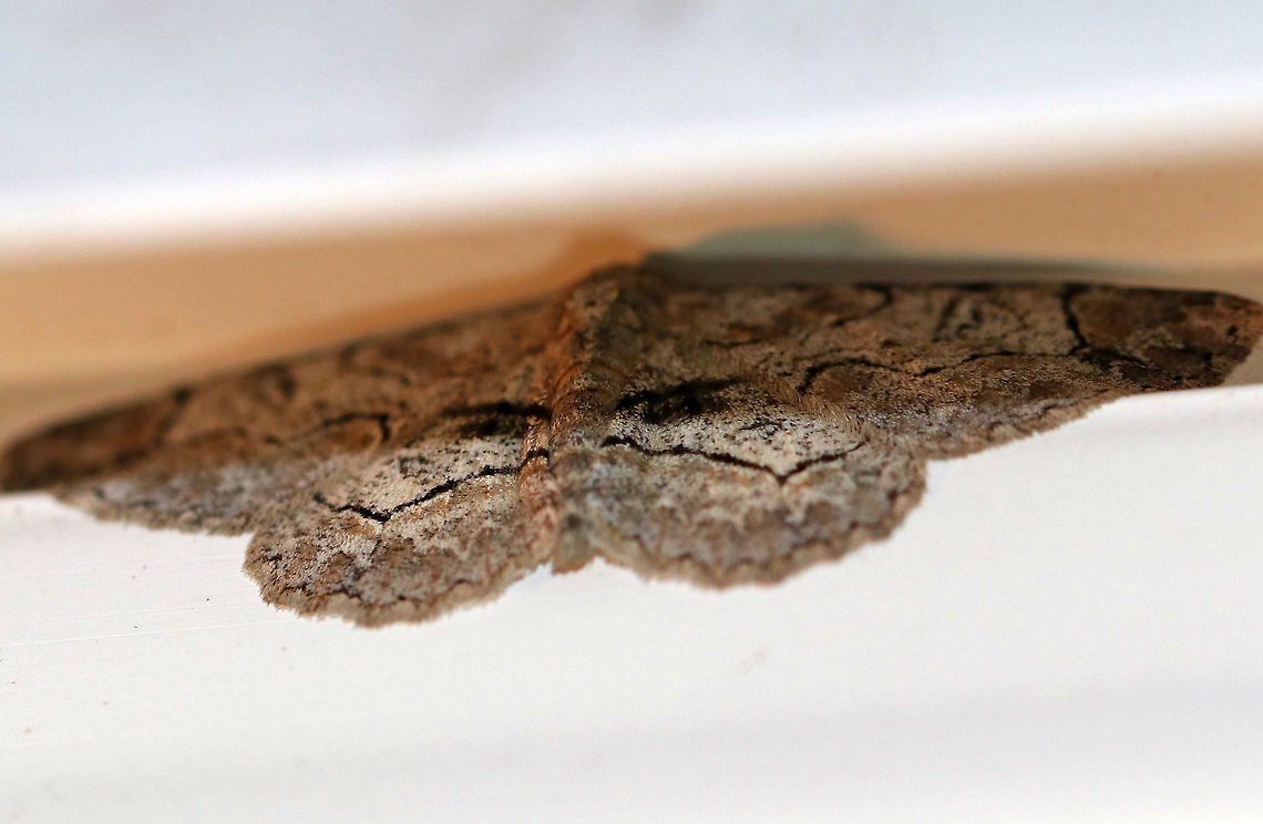 Pale-winged Gray - Iridopsis ephyraria Wingspan: at least 20 mm.  Pale gray forewing with fragmented brown bands in basal and subterminal areas.  Wavy black lines widen toward the costa.  Postmedial line has a large bulge near the costa before merging with  the wider median band. Elliptical, hollow discal spots mark the wings.<br />
<br />
Attracted to a moth light in a rural area.  This moth was really high up and I couldn't get a better shot. But, I thought this image was interesting because the moth looks like a face - kind of like a cross between an elephant and a koala. Geotagged,Iridopsis ephyraria,Pale-winged Gray,Summer,United States,geometer,iridopsis ephyraria,moth,moth week 2018