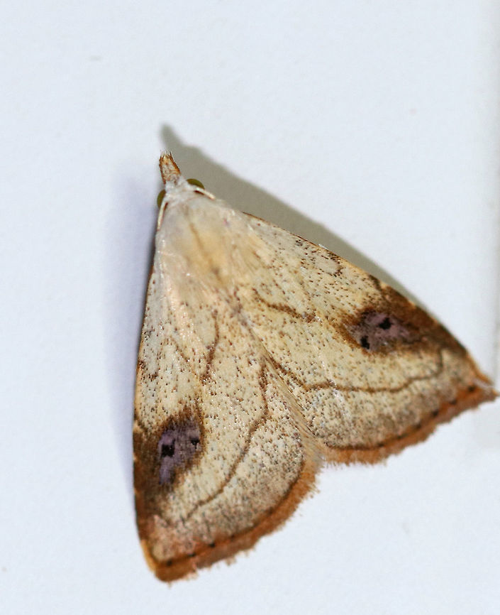 Spotted Grass Moth - Rivula propinqualis Total length: 9 mm. Tan forewings with brown border. Antimedial line is W-shaped. Postmedial line curves sharply before reaching costa. Brown shading with lavender covers two black dots in reniform spot.<br />
<br />
 Attracted to a moth light in a rural area. I spotted this species earlier in the week, but the shot didn&#039;t accentuate the purple on the wings like this one does. Geotagged,Rivula propinqualis,Spotted Grass Moth,Summer,United States,moth,moth week 2018