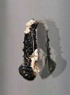 Pavlovskis monopis moth