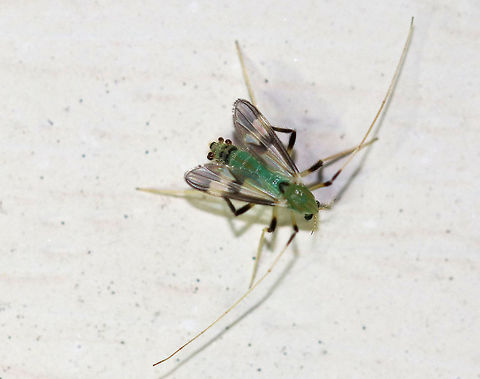 Midge -  Stenochironomus hilaris This cool bug is a female midge. It looks like she has a few mites near the tip of her abdomen. Hopefully it won't impact her fitness.  It was very energetic and was rapidly walking all around the light.  Total length was approximately 4 mm.

Attracted to a moth light in a rural area. Chironomidae,Geotagged,Stenochironomus,Stenochironomus hilaris,Summer,United States,female midge,fly,hilaris,midge