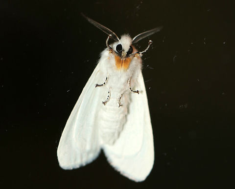 Agreeable Tiger Moth - Spilosoma congrua Total length: 20 mm. Forewings and abdomen were completely white with no spots. Coxa and femur of forelegs were orange.

Attracted to my moth light in a rural area.  It rested on my glass door and entertained (or taunted?) my cats, who alternated between swatting at and chattering at this gorgeous moth.
 Agreeable tiger moth,Geotagged,Spilosoma congrua,Summer,United States,moth,moth week 2018,tiger moth