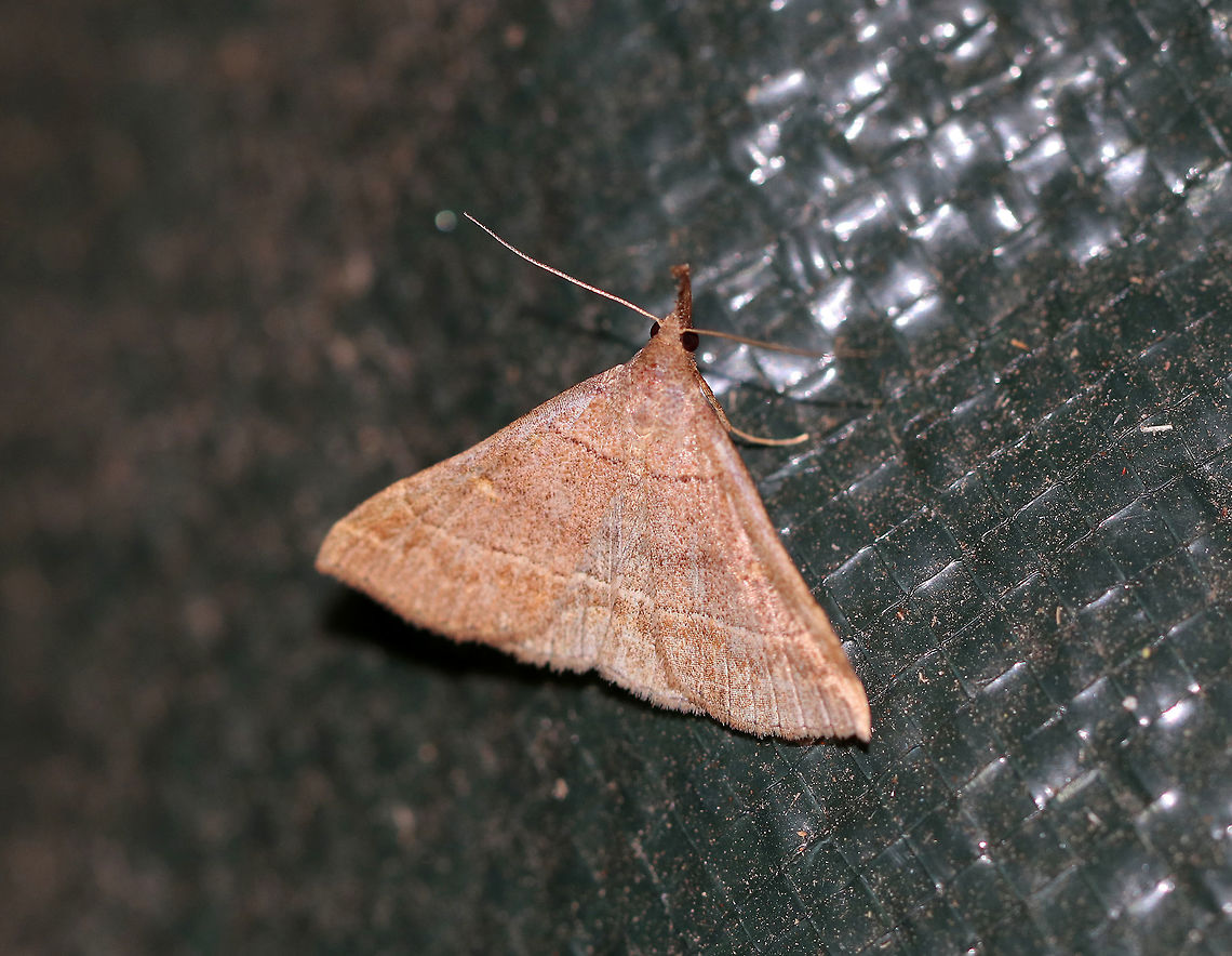 Pale Phalaenostola  - Phalaenostola metonalis Total length: 15 mm.  Reddish brown forewings with brown median band. Slightly wavy subterminal line merges with apical dash. Long, divergent labial palps are very noticeable.<br />
<br />
Attracted to a moth light on a very rainy night. Geotagged,Phalaenostola metonalis,Summer,United States,phalaenostola metonalis