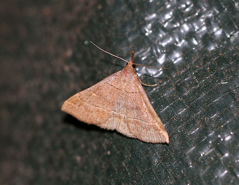 Pale Phalaenostola  - Phalaenostola metonalis Total length: 15 mm.  Reddish brown forewings with brown median band. Slightly wavy subterminal line merges with apical dash. Long, divergent labial palps are very noticeable.

Attracted to a moth light on a very rainy night. Geotagged,Phalaenostola metonalis,Summer,United States,phalaenostola metonalis