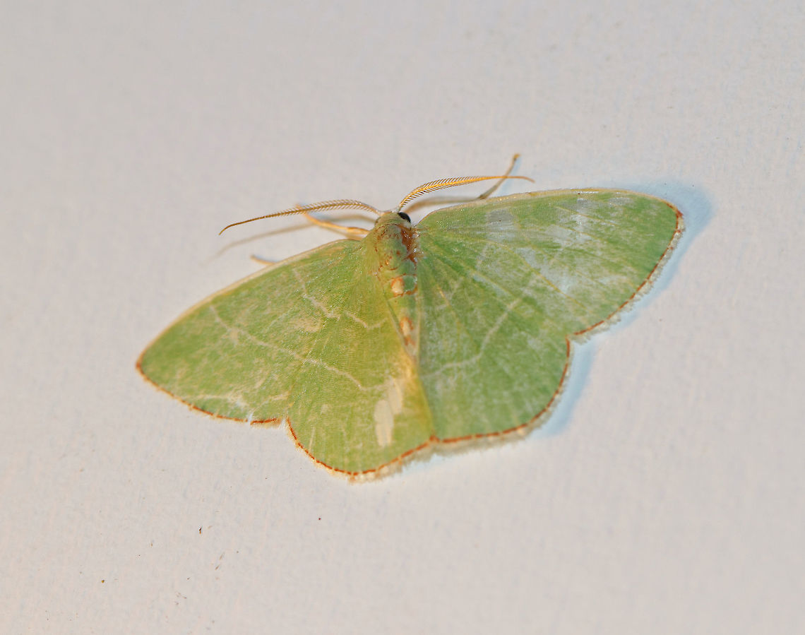 Red-fringed Emerald - Nemoria bistriaria About 20-25 mm. Green moth with an orange/brown border and abdominal spots. <br />
<br />
Attracted to a moth light in a rural area. Geotagged,Nemoria,Nemoria bistriaria,Summer,United States,moth,moth week 2018,nemoria bistriaria
