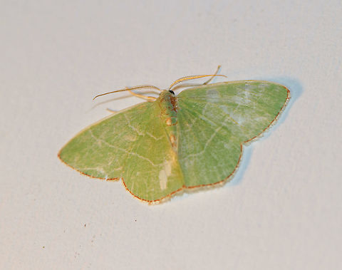 Red-fringed Emerald - Nemoria bistriaria About 20-25 mm. Green moth with an orange/brown border and abdominal spots. 

Attracted to a moth light in a rural area. Geotagged,Nemoria,Nemoria bistriaria,Summer,United States,moth,moth week 2018,nemoria bistriaria