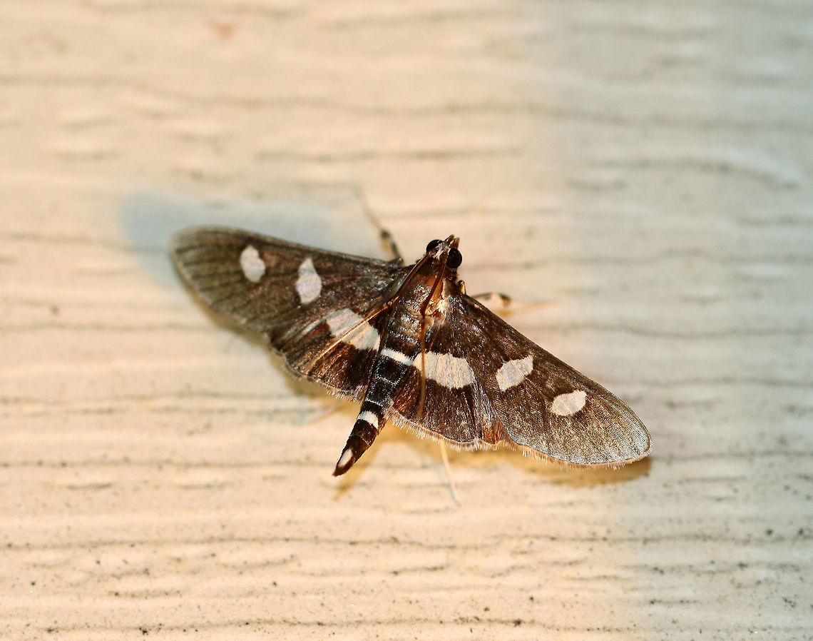 Grape Leaffolder - Desmia funeralis Total length: 17 mm.  Dark brown/black forewings marked with two white spots in the median area. Hindwings have a broad, white, median band. The head had a few white scales.<br />
<br />
Attracted to a light in a rural area. Desmia funeralis,Geotagged,Grape Leaffolder,Summer,United States,moth,moth week 2018