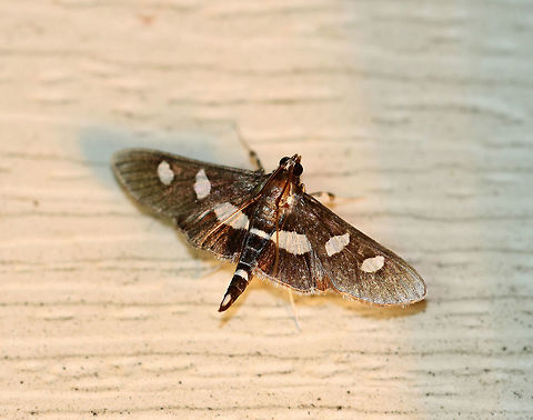 Grape Leaffolder - Desmia funeralis Total length: 17 mm.  Dark brown/black forewings marked with two white spots in the median area. Hindwings have a broad, white, median band. The head had a few white scales.

Attracted to a light in a rural area. Desmia funeralis,Geotagged,Grape Leaffolder,Summer,United States,moth,moth week 2018