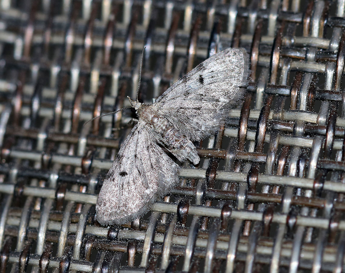 Common Pug - Eupithecia miserulata Wingspan: 15 mm. Gray moth with narrow wings that were fringed. There were some black markings along the costa and the wings had black discal spots. The inner subterminal line had a white spot.<br />
<br />
Attracted to a light in a rural area. Eupithecia miserulata,Geotagged,Summer,United States,moth,moth week 2018