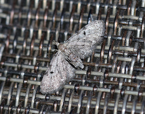 Common Pug - Eupithecia miserulata Wingspan: 15 mm. Gray moth with narrow wings that were fringed. There were some black markings along the costa and the wings had black discal spots.  The inner subterminal line had a white spot.

Attracted to a light in a rural area. Eupithecia miserulata,Geotagged,Summer,United States,moth,moth week 2018