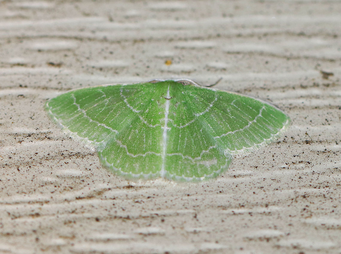 Wavy-lined Emerald - Synchlora aerata Lovely, green moth posing on a delightfully dirty wall.<br />
<br />
Wingspan: about 15 mm. Green wings with wavy, white AM and PM lines. All four wings have pale green fringe. Abdomen has a white dorsal stripe running the entire length.<br />
<br />
Attracted to a light in a rural area. Geotagged,Summer,Synchlora aerata,United States,Wavy-lined emerald moth,moth,moth week 2018