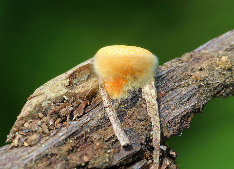 Bird's Nest Fungus - Crucibulum laeve The lid was still on this bird's nest fungus and the sides of the cup were fresh and fuzzy.  The fruiting body "nests" contain spore-filled periodoles ("eggs"). The nests, called peridia, serve as splash cups, and when raindrops strike the nest, the periodoles are projected into the air where they latch onto branches, leaves, etc. The nests were 1 -5 mm wide. 

Spotted growing on wood chips throughout a rural garden. Bird's Nest Fungus,Crucibulum laeve,Geotagged,Summer,United States,fungi,fungus,mushroom