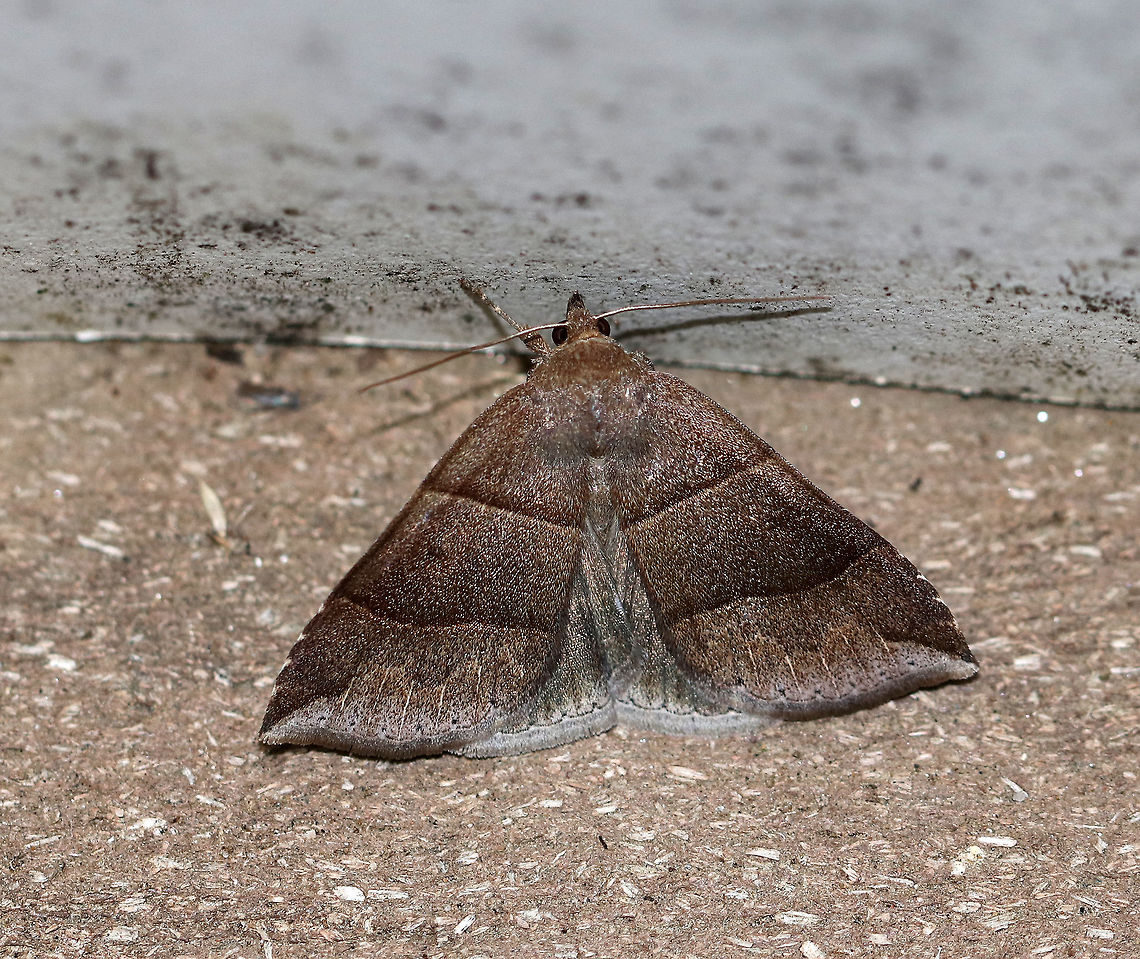 Maple Looper Moth - Parallelia bistriaris Width: about 20 mm.  Brown forewings with slightly darker median areas that are bordered with AM and PM lines. Jagged ST line.<br />
<br />
Attracted to a light on a rainy night. Geotagged,Maple Looper Moth,Parallelia,Parallelia bistriaris,Summer,United States,maple looper moth,moth,moth week 2018