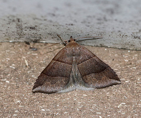 Maple Looper Moth - Parallelia bistriaris Width: about 20 mm.  Brown forewings with slightly darker median areas that are bordered with AM and PM lines. Jagged ST line.

Attracted to a light on a rainy night. Geotagged,Maple Looper Moth,Parallelia,Parallelia bistriaris,Summer,United States,maple looper moth,moth,moth week 2018