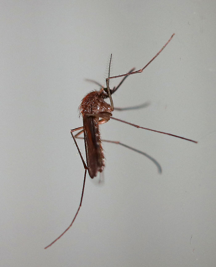 Northern House Mosquito - Culex pipiens Plain brown mosquito, lacking distinctive markings. It has a blunt abdomen with white basal bands.<br />
<br />
Attracted to a light on a rainy night. Culex pipiens,Geotagged,Summer,United States,mosquito,northern house mosquito