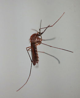 Northern House Mosquito - Culex pipiens Plain brown mosquito, lacking distinctive markings. It has a blunt abdomen with white basal bands.

Attracted to a light on a rainy night. Culex pipiens,Geotagged,Summer,United States,mosquito,northern house mosquito