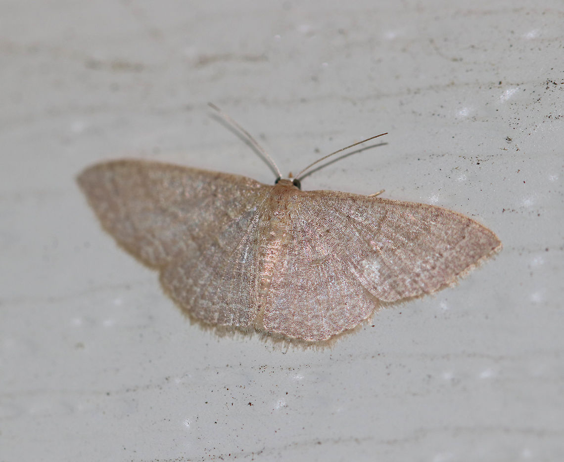 Common Tan Wave - Pleuroprucha insulsaria Width: 15 mm. Pale tan wings with faint, scalloped lines as markings.  The diffuse median line is the most noticeable marking.  Subterminal line is lined with tiny, black dots.<br />
<br />
Attracted to a moth light on a rainy night in a rural area. Common tan wave moth,Geotagged,Pleuroprucha insulsaria,Summer,United States