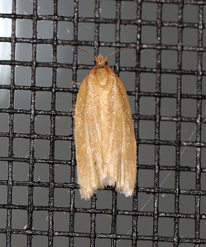 Clemens' Clepsis - Clepsis clemensiana Total length: 10 mm. Pale yellow/tan forewings with a hint of darker scaling along the veins.<br />
<br />
Attracted to a light on a rainy night in a rural area. Clemens' Clepsis,Clepsis clemensiana,Geotagged,Summer,United States,moth,moth week 2018