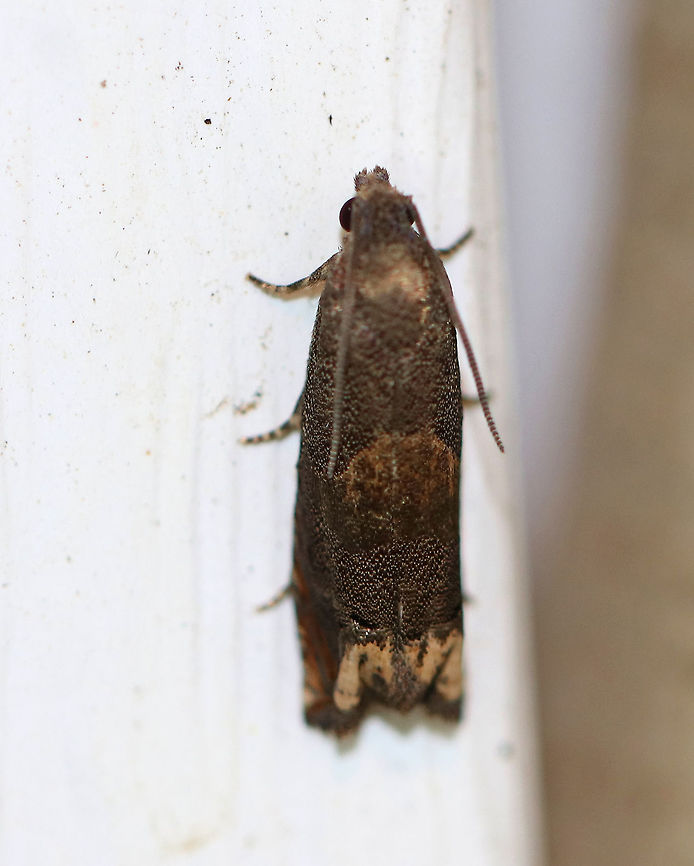 Ragweed Borer - Epiblema strenuana Length: 6 mm. Adults are extremely variable in appearance. Forewing was dark brownish-gray and was covered with fine, pale dots. It had a pale patch at the anal angle.<br />
<br />
Attracted to a light in a rural area. Epiblema strenuana,Geotagged,Summer,United States,moth,moth week 2018,ragweed borer