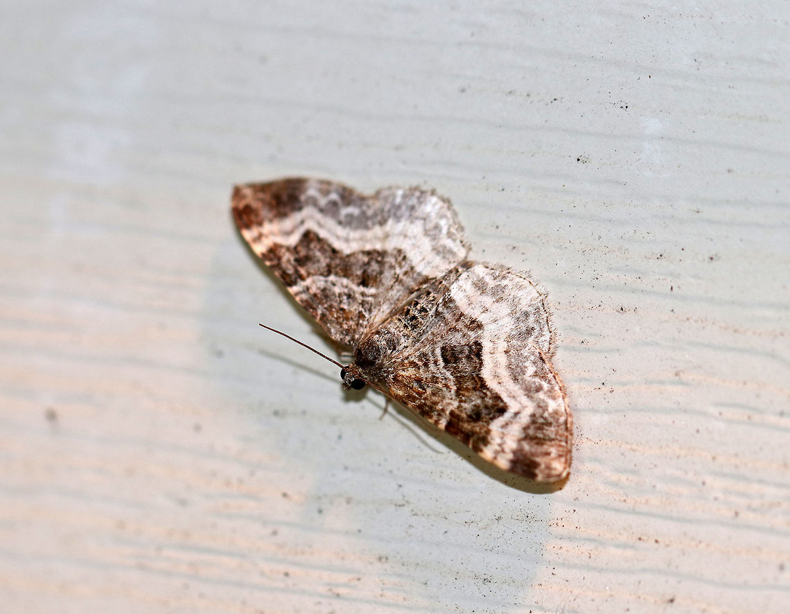 White-banded Toothed Carpet - Epirrhoe alternata Width: 25 mm. Forewing has AM and PM lines that are thickly edged with white. Subterminal and terminal areas are brownish.<br />
<br />
Attracted to a moth light in a rural area. Common Carpet,Epirrhoe alternata,Geotagged,Summer,United States,White-banded Toothed Carpet,moth,moth week 2018