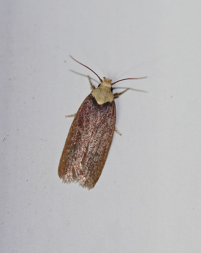 Depressaria depressana - Purple Carrot-seed Moth Total length: 10 mm. Reddish brown forewings.  Whitish head and thorax.<br />
<br />
Attracted to a moth light in a rural area. Depressaria depressana,Geotagged,Purple carrot-seed moth,Summer,United States,depressaria,moth,moth week 2018