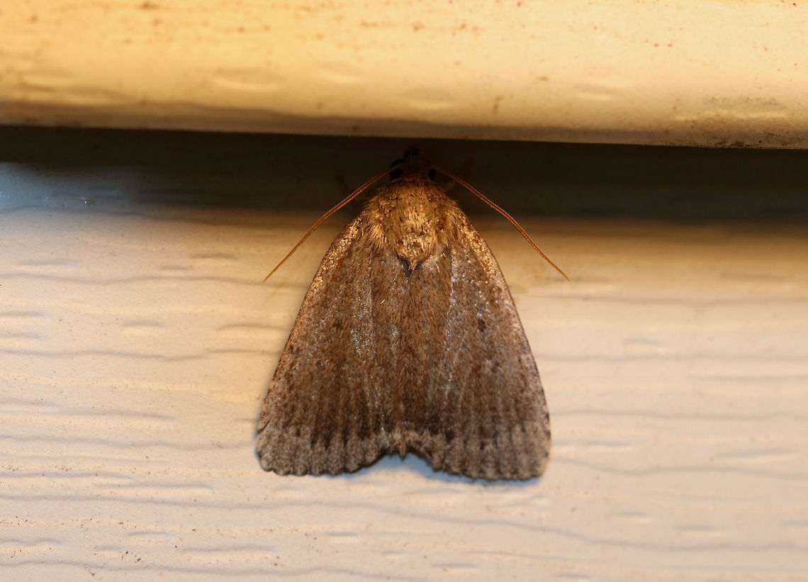 Mouse Moth - Amphipyra tragopoginis This mouse moth was a bit camera shy!  <br />
<br />
Total length: 20 mm. Gray-brown forewing  with black orbicular dot and two black dots at either end of the reniform spot.  Subterminal line had a row of short, black lines along the veins.<br />
<br />
Attracted to a moth light in a rural area. Amphipyra tragopoginis,Geotagged,Mouse moth,Summer,United States,moth,moth week 2018