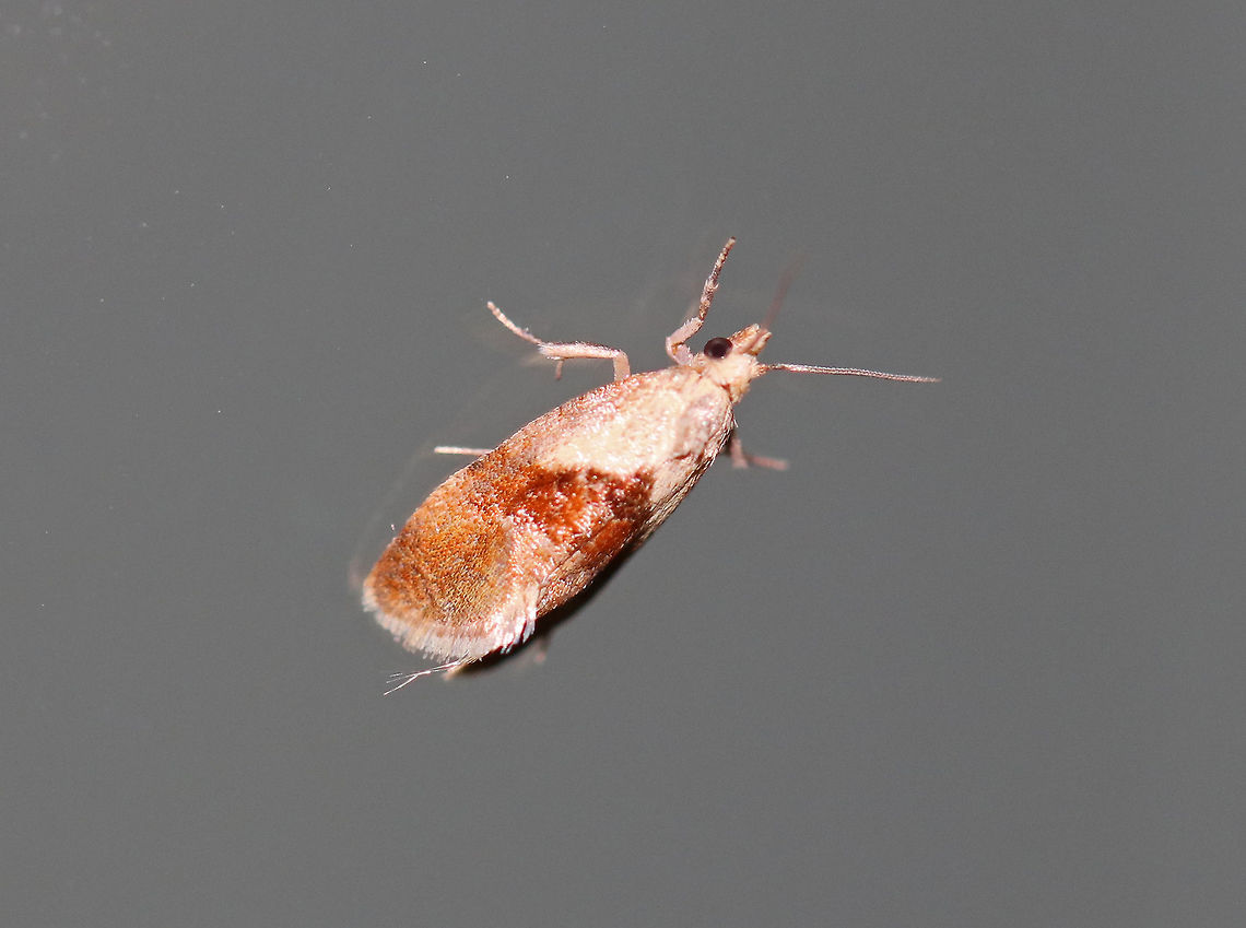 Brown-patched Phalonidia - Phalonidia lepidana Total length: 6 mm. White forewing with an oblique, reddish brown median band, and a pale orange subterminal area.<br />
<br />
Attracted to a light in a rural area. Brown-patched Phalonidia,Geotagged,Phalonidia lepidana,Summer,United States,moth,moth week 2018,phalonidia lepidana