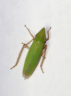 Sharpshooter - Draeculacephala sp. Green leafhopper with a seriously pointy head. 

Attracted to a moth light in a rural area. Cicadellidae,Draeculacephala,Geotagged,Summer,United States,dogger,leafhopper,sharpshooter