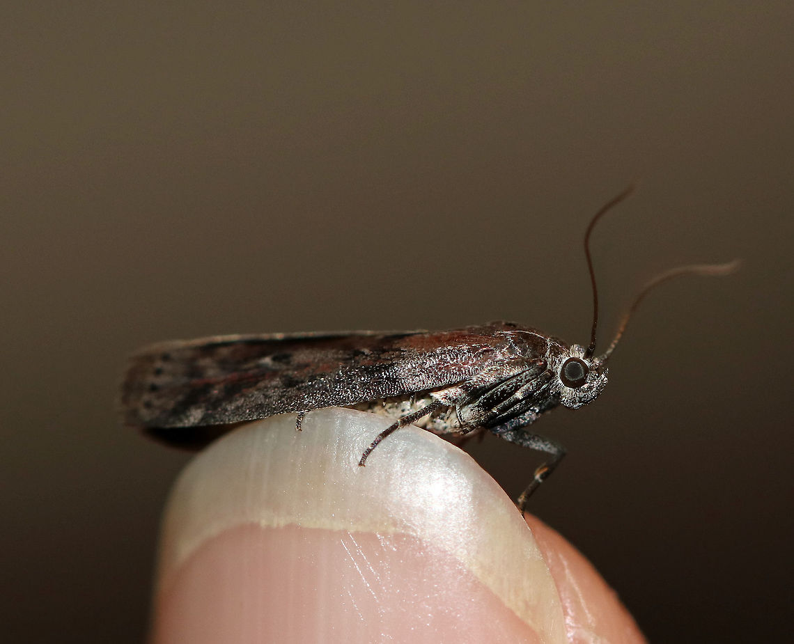 American Plum Borer - Euzophera semifuneralis Total length: 13 mm. Crimson forewing with black median band and pale gray zigzag lines. Terminal line is dotted.<br />
<br />
Attracted to a moth light in a rural area. American Plum Borer,Euzophera semifuneralis,Geotagged,Summer,United States,euzophera semifuneralis,moth,moth week 2018