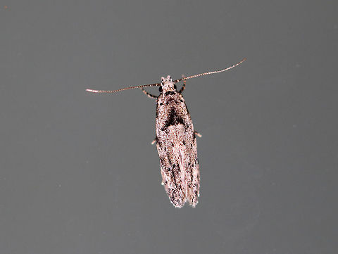 Unknown Moth Still in the process of figuring out an ID for this moth.

Attracted to a moth light in a rural area. Geotagged,Summer,United States,moth,moth week 2018