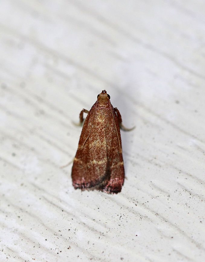 Posturing Arta Moth - Arta statalis Total length: 10 mm.  Reddish brown forewings with two tan/yellow lines crossing them. This moth was resting with its forelegs pushed up.<br />
<br />
Attracted to a moth light in a rural area. Arta statalis,Geotagged,Posturing arta moth,Summer,United States,moth,moth week 2018
