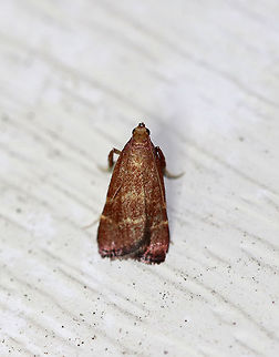 Posturing Arta Moth - Arta statalis Total length: 10 mm.  Reddish brown forewings with two tan/yellow lines crossing them. This moth was resting with its forelegs pushed up.

Attracted to a moth light in a rural area. Arta statalis,Geotagged,Posturing arta moth,Summer,United States,moth,moth week 2018